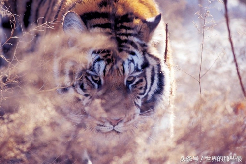 客观评价狮虎斗胜率,狮子和老虎能打过狮虎兽吗