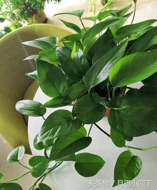 绿萝日常养护和浇水,绿萝的生活习性和养护要点