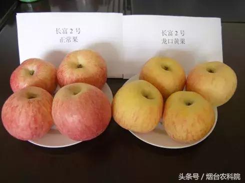 苹果表皮发黄是怎么回事,苹果表面发白怎么回事