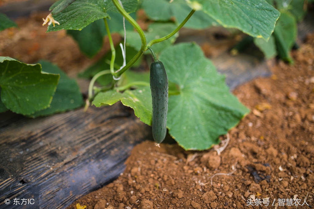 农作物药害怎么解决,农作物药害最有效的解决方法