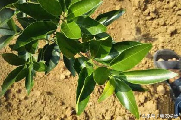 柑橘秋梢的病虫害,柑橘春梢预防什么病虫害