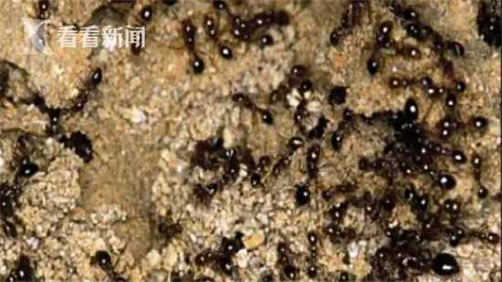 被蚂蚁咬导致死亡,男子被红蚁咬了开车去医院