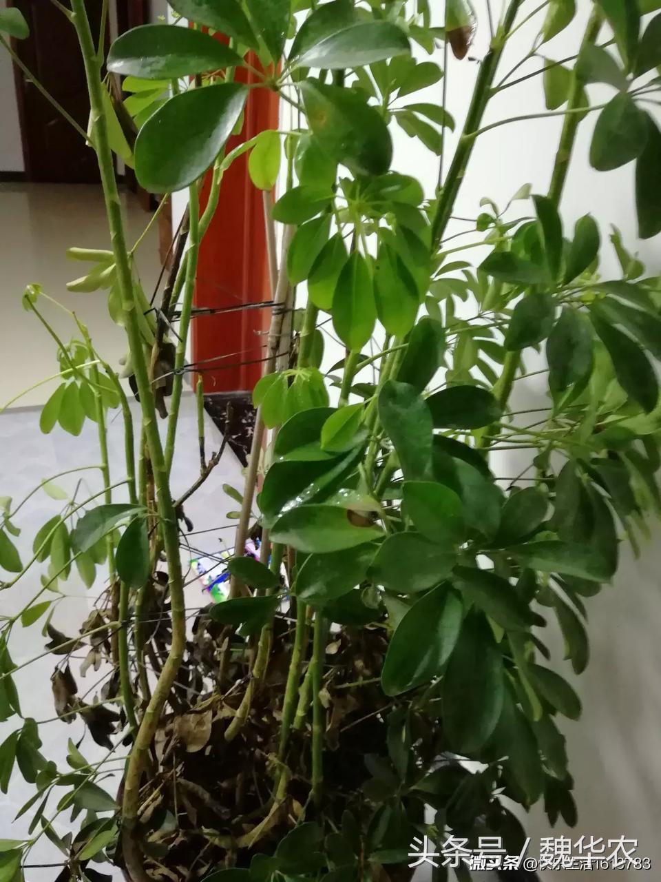 鸭掌木叶片脱落厉害,鸭掌木出现叶子发黑脱落怎么救治