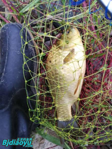 钓鱼也要讲究生活必须惬意,钓鱼需要保持哪些心态