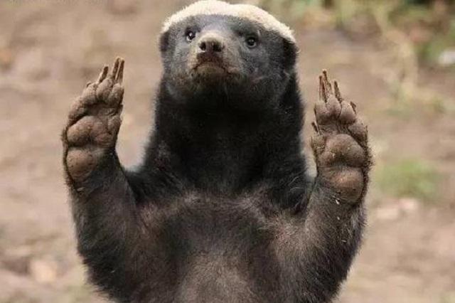 “非洲一霸”平头哥，作为动物界杠把子，它只怕物理伤害！涨姿势