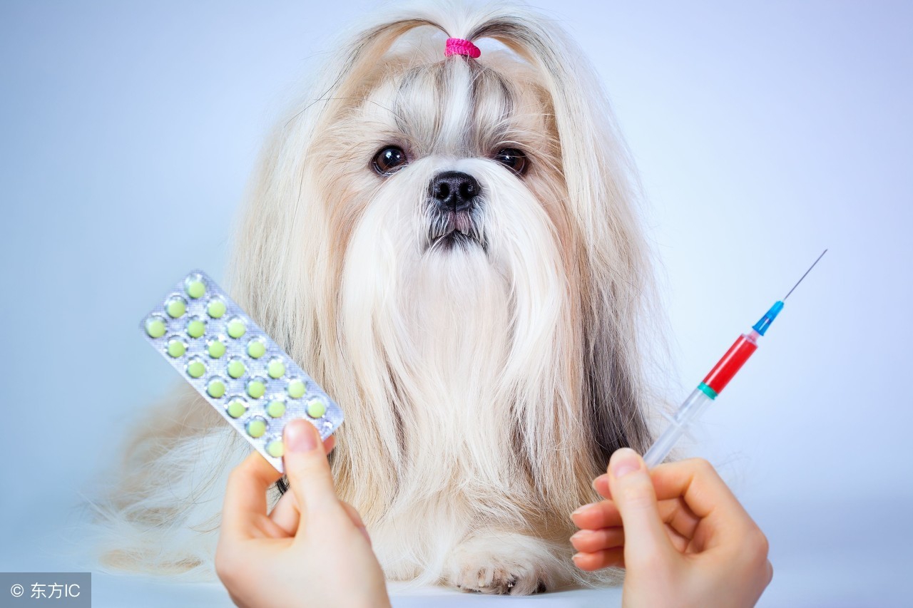 贵宾犬要咬人的征兆,贵宾犬有点动静就叫怎么办