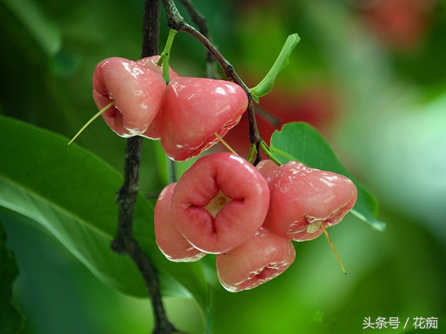 那么贵的水果能不能少买点,这么贵的水果怎么还不好吃