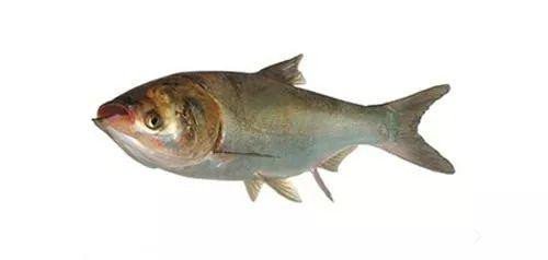 海竿不用浮漂怎么定点抛投,海竿打窝器定点最佳方法