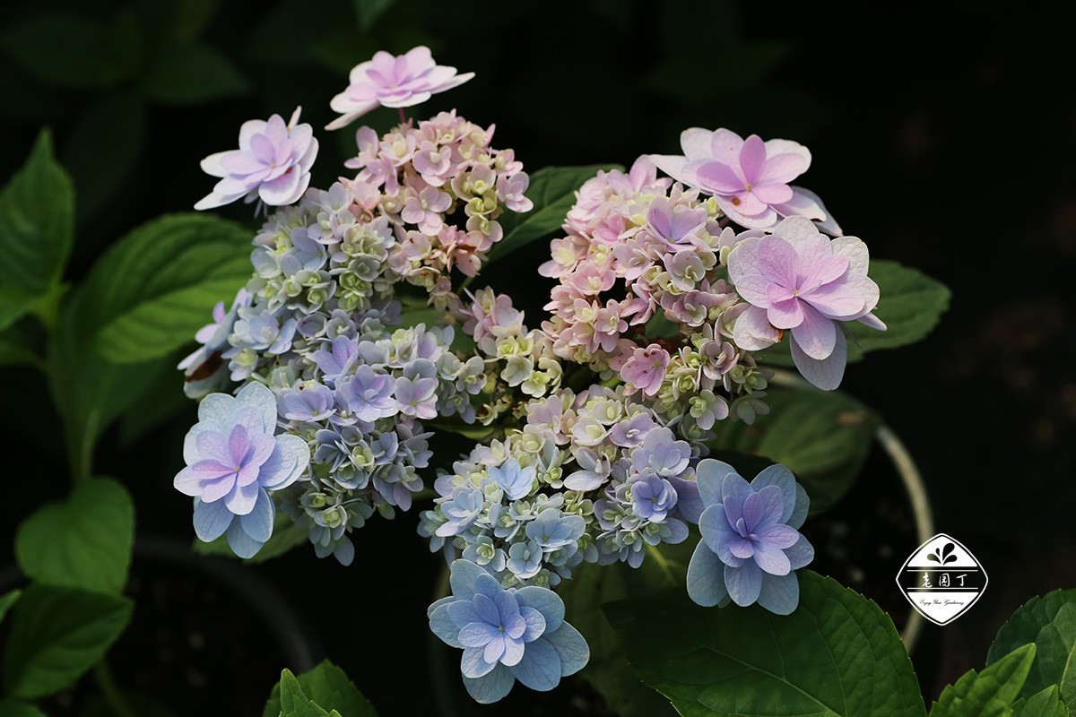 绣球花佳橙怎么样,绣球佳澄特性