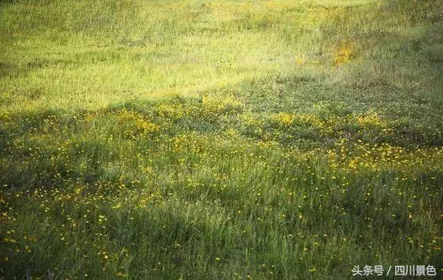 小众又免费！成都地铁直达的天然氧吧！清凉洗肺又解暑！