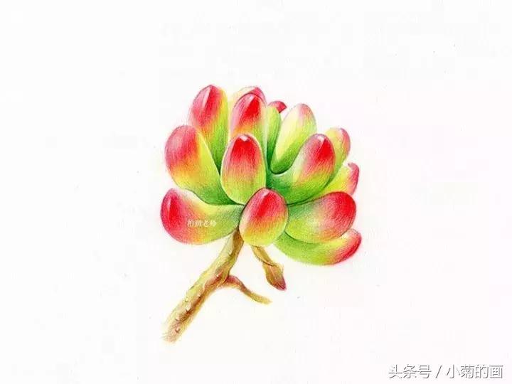 彩铅素描都是用的哪种彩铅,零基础学彩铅要先学会素描吗