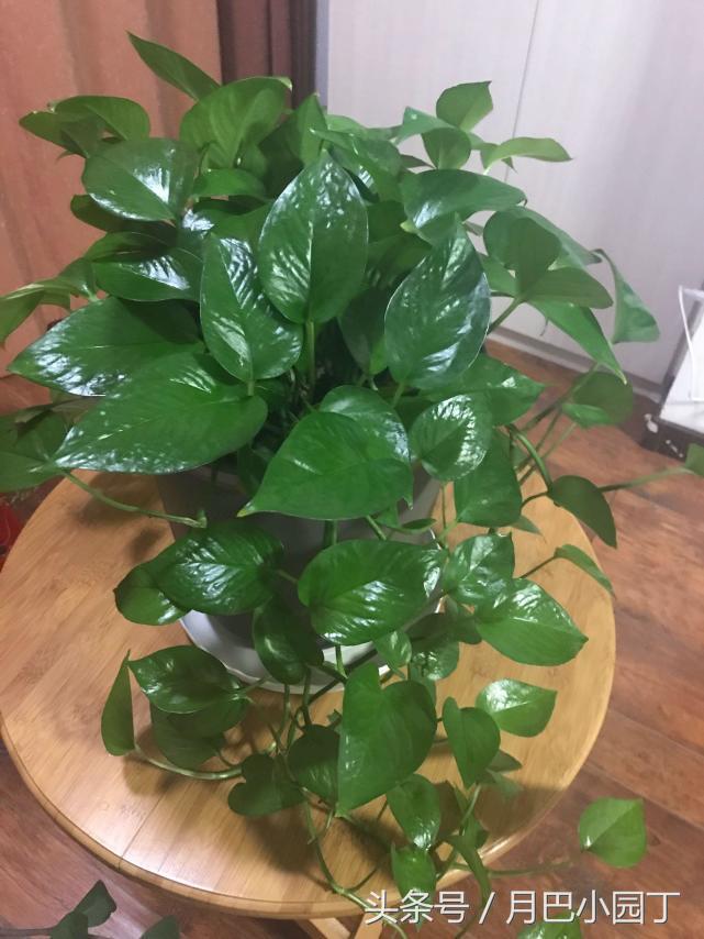 绿萝水养怎么越养越绿越养越茂盛,日常水养绿萝怎么养才能长得茂盛