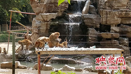 高温天动物园动物如何解暑,郑州热浪滚滚动物园开启防暑模式