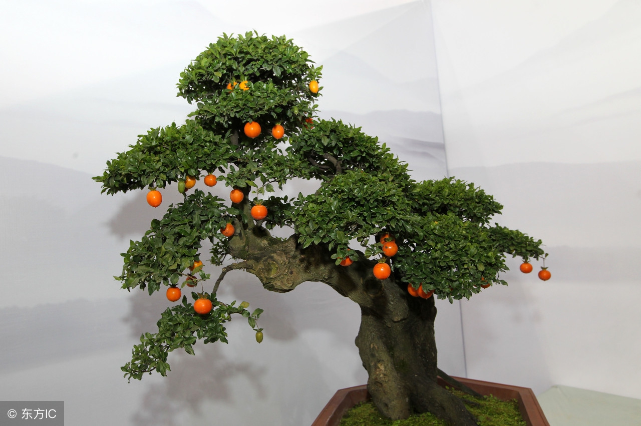 绝美优雅的盆景欣赏（太漂亮了，快分享给朋友吧！）