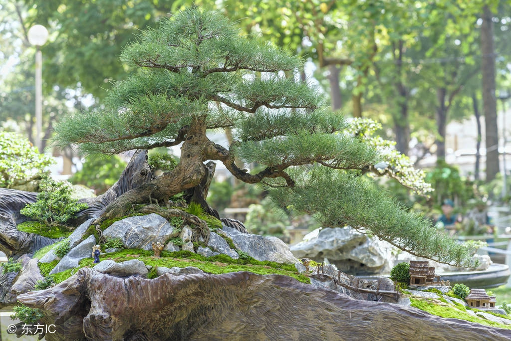 绝美优雅的盆景欣赏（太漂亮了，快分享给朋友吧！）
