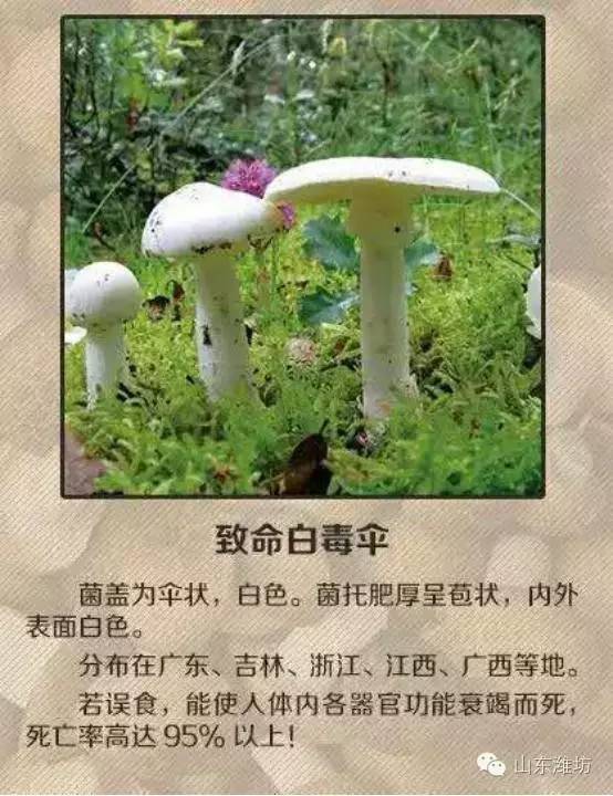 误食毒蘑菇的急救措施英文,误食毒蘑菇如何自救的视频