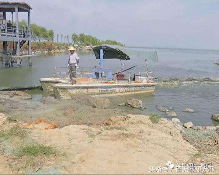 夏天合肥滨湖巢湖蓝藻,合肥巢湖蓝藻爆发水面散发恶臭