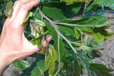 种植业购买树苗种子账务处理,农业种植公司购种子怎么做账