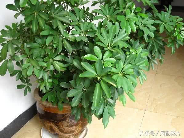 什么花适合送朋友呢,送朋友什么花好又实用