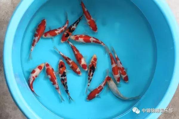 想要养条大鱼,想要养一条小鱼