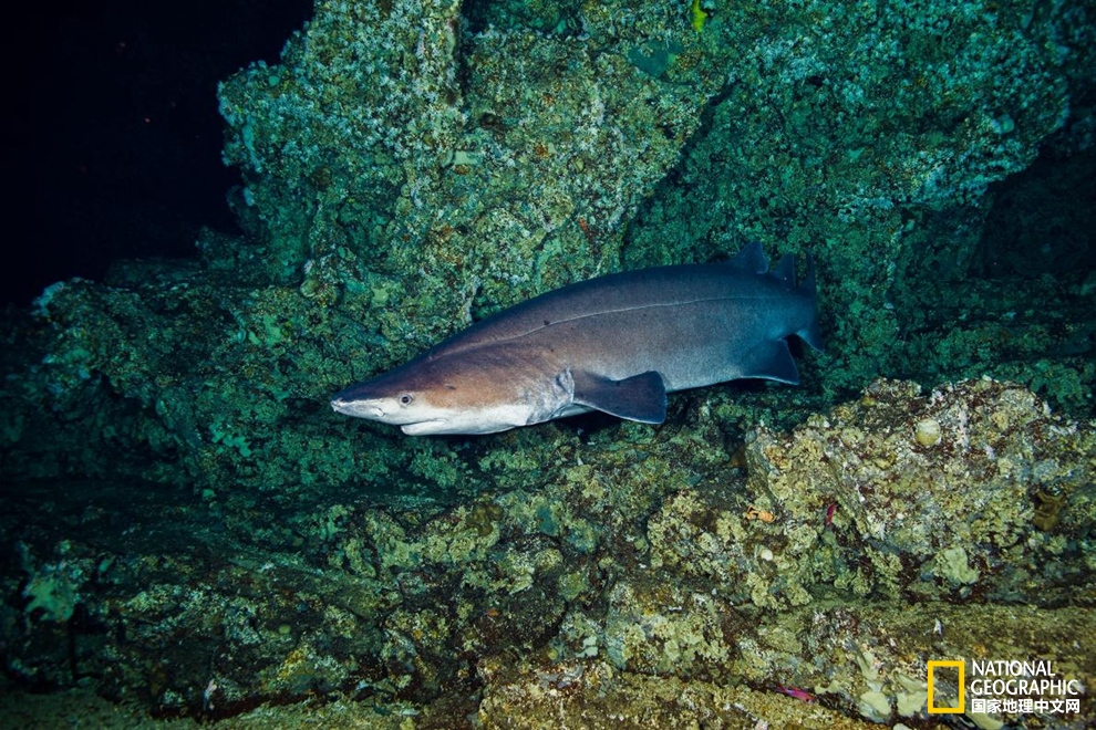 鲨鱼冷知识六种罕见鲨鱼,鲨鱼冷知识大全集