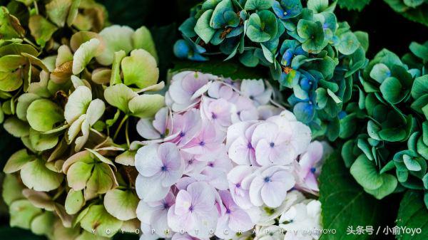 夏天济州岛旅游攻略,夏游济州岛