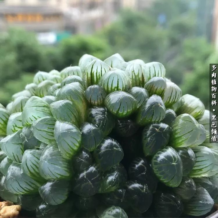 多肉的医用功效,多肉治愈句子