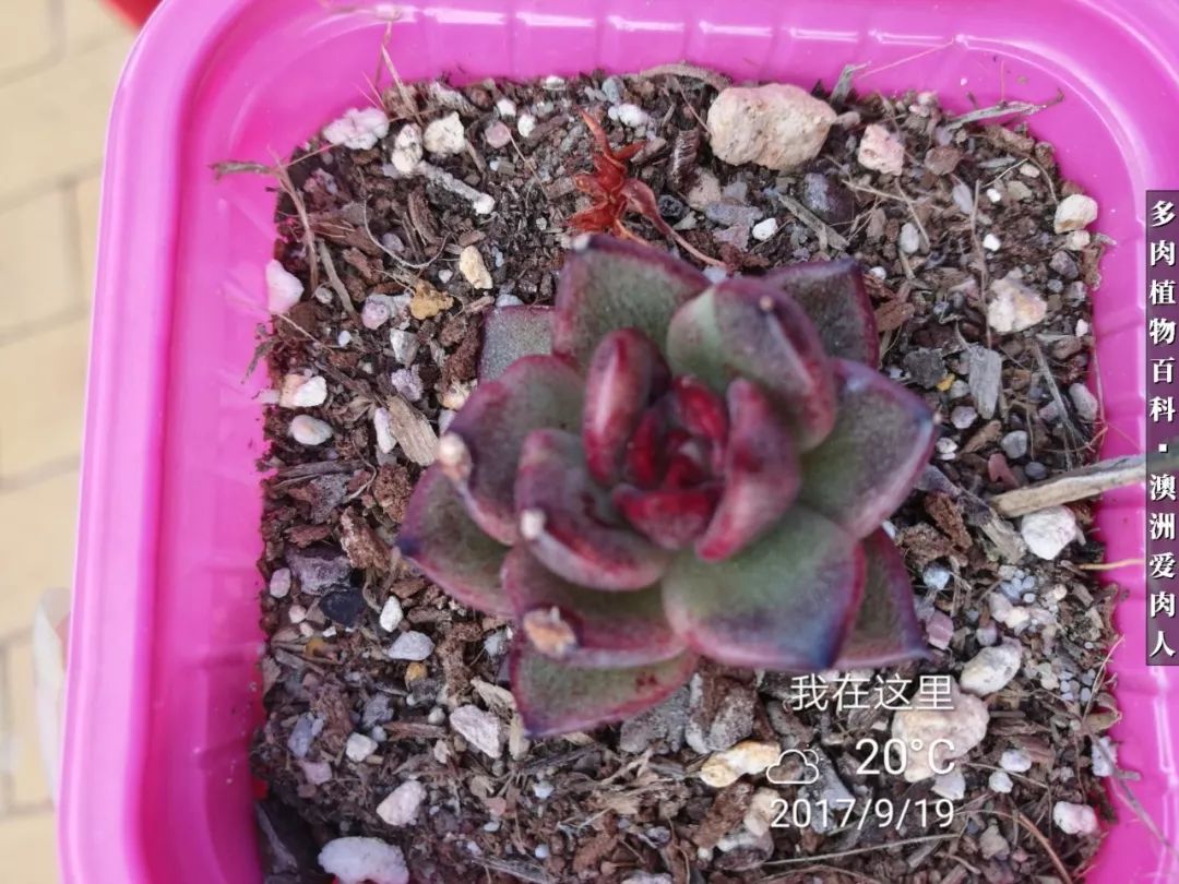 最耐晒的八款多肉,暖阳下的多肉美的不得了