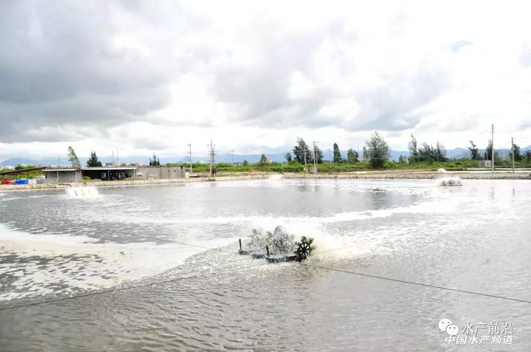 新品种“白金钢”！源自非洲亚丁湾，抗病力强，适应性广，到底什么来头？