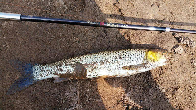 槌￠奔鍜岃崏楸煎摢涓姏姘斿ぇ,鑽夐奔璺熼场楸煎摢涓姏姘斿ぇ