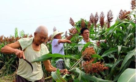 高粱也是五谷吗,高粱为什么不属于五谷