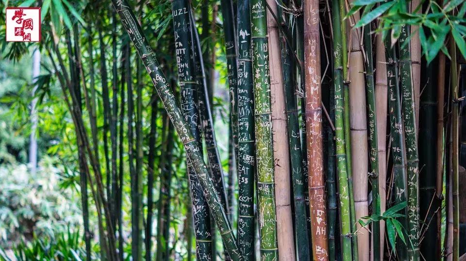 关于竹子的诗句古诗四言绝句,描写竹子的优美的诗句大全集