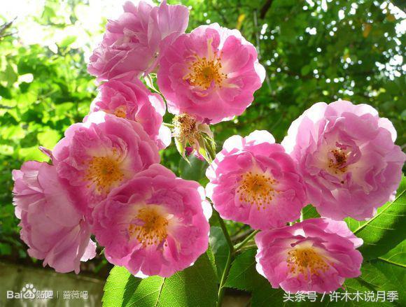 别再被骗了，木木教你如何区分月季、玫瑰、蔷薇