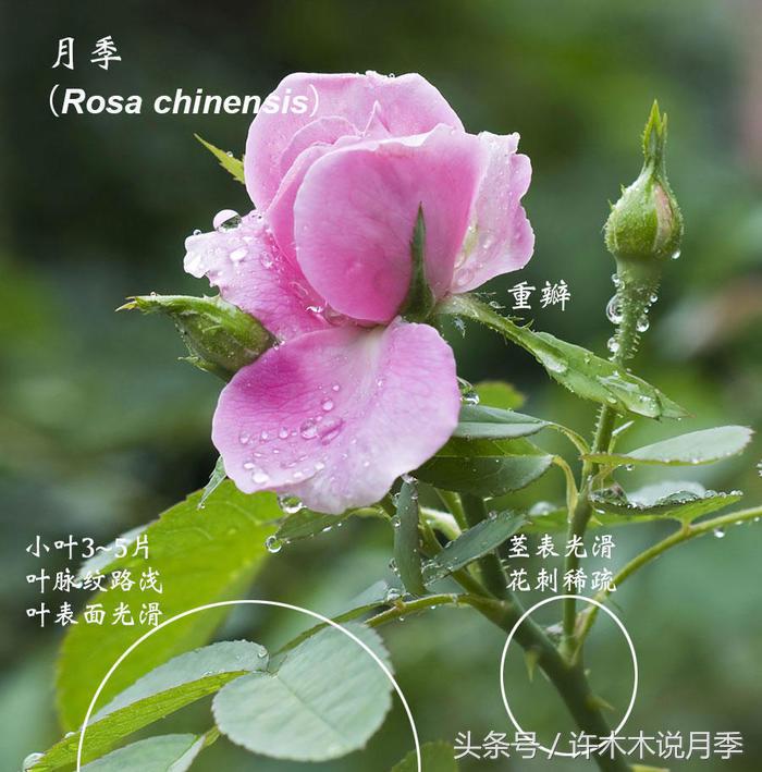 别再被骗了，木木教你如何区分月季、玫瑰、蔷薇