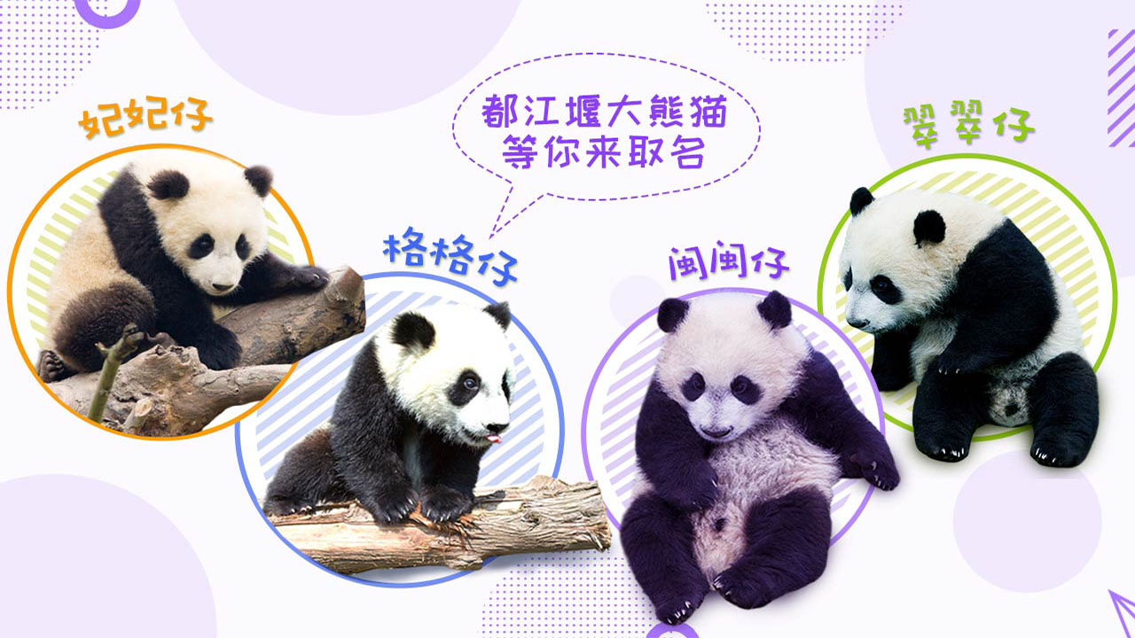 怎么给大熊猫和小熊猫取名,150秒看懂大熊猫起名那些事儿