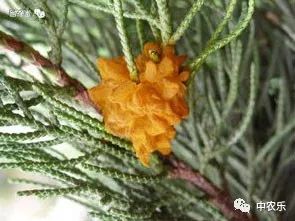 果锈病防治方法,果树叶锈病怎么办