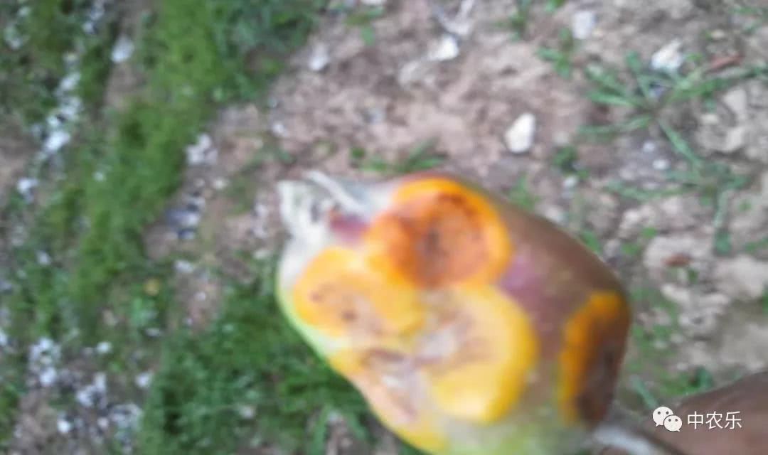 果锈病防治方法,果树叶锈病怎么办