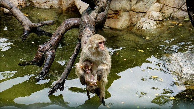 带小孩去长隆欢乐世界畅玩一天,暑假带娃去广州长隆野生动物世界