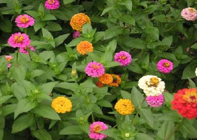 盘点各国的国花是什么,世界各国的国花你都认识吗