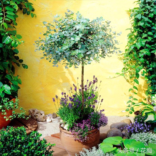 尤加利树绿植效果图,尤加利绿植的养法