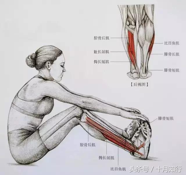 全套小腿拉伸动作视频,拉伸小腿正确方法让腿变细