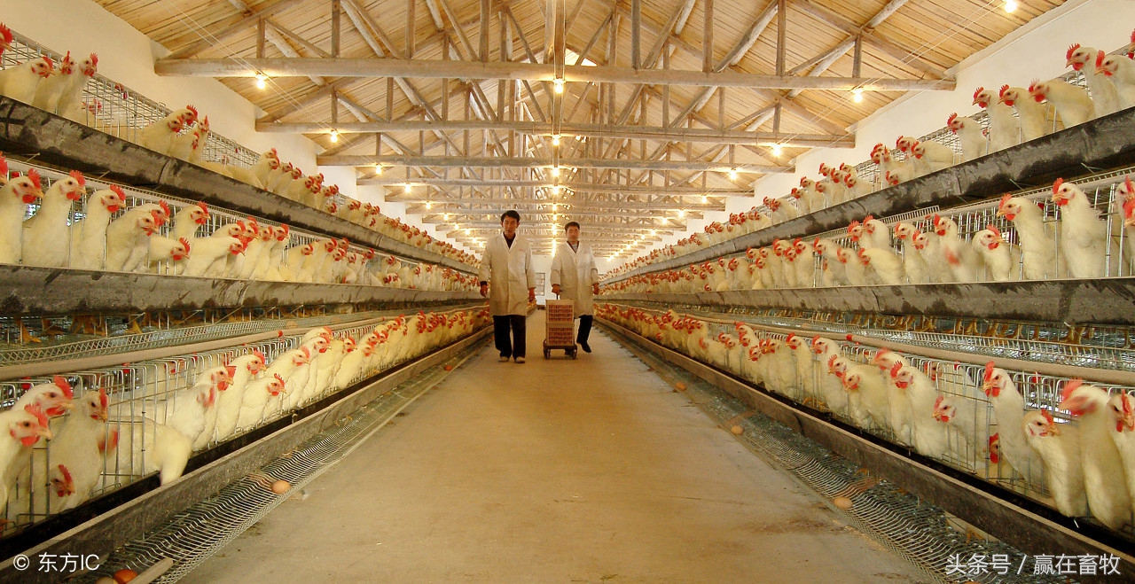 真是绝了，几块钱解决鸡场“鸡炸群”问题！