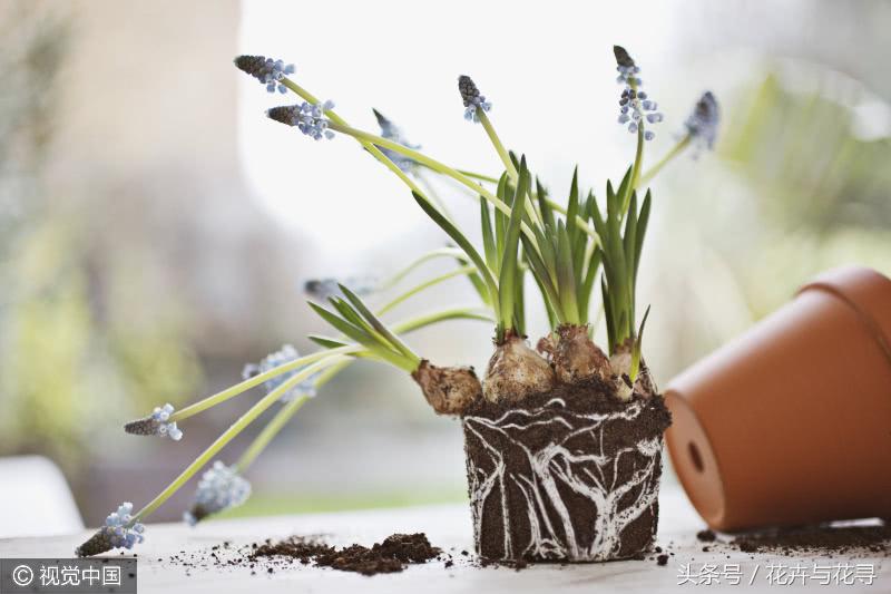 通风的环境对月季有什么好处,家里养花怎么才能做到通风好