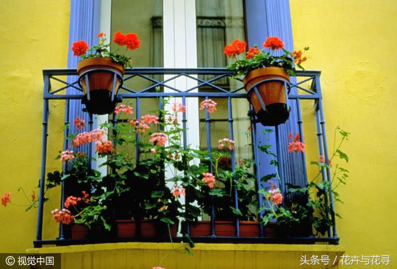 通风的环境对月季有什么好处,家里养花怎么才能做到通风好