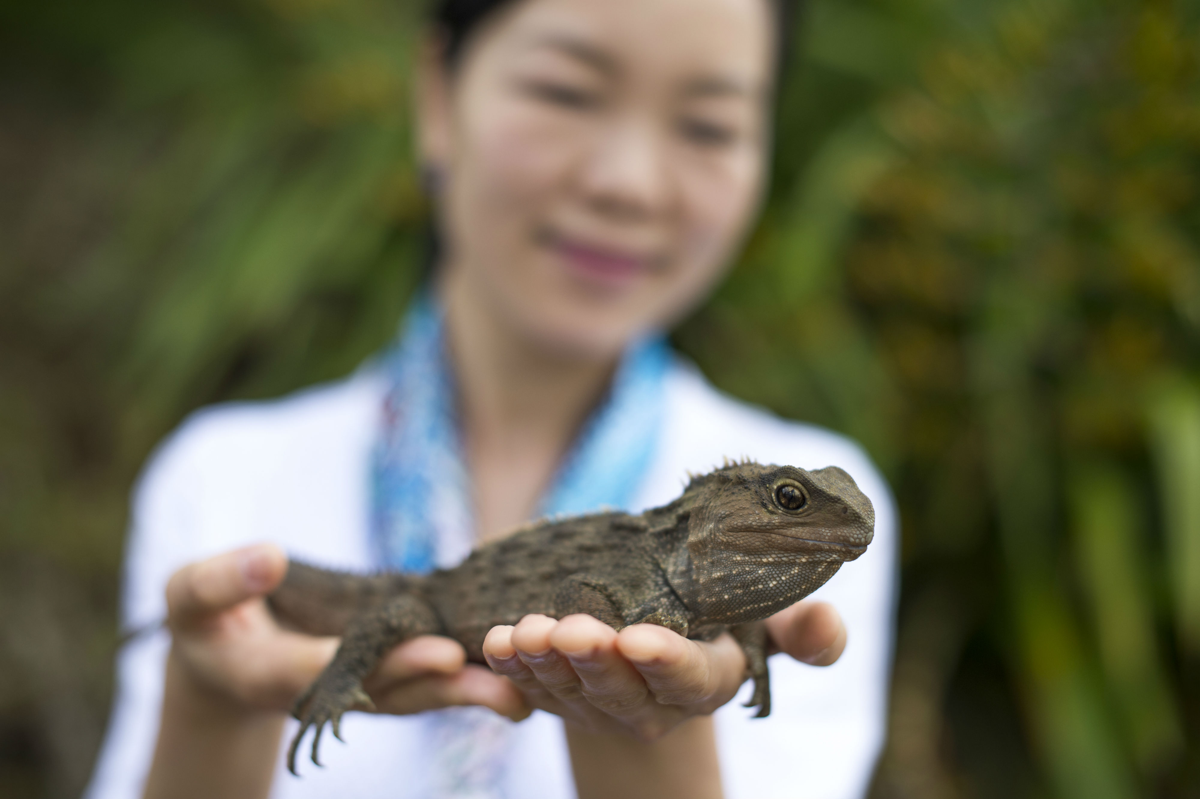 新西兰有哪些神奇的小动物,新西兰草原野生动物