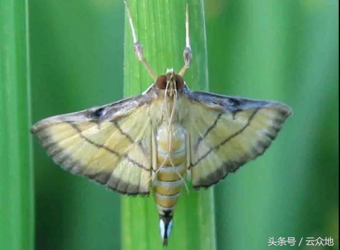 稻纵卷叶螟如何测蛾量,稻纵卷叶螟蛾子防治指标