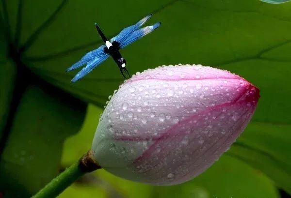 描写蜻蜓飞舞的优美诗句,描写蝴蝶蜻蜓飞舞的夏日诗句