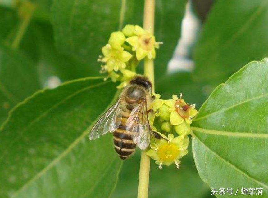 枣花蜜有毒吗,枣花蜂蜜是真的吗