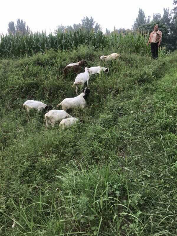 裕食记南阳炝锅烩面生意好吗,裕食记方城炝锅烩面加盟