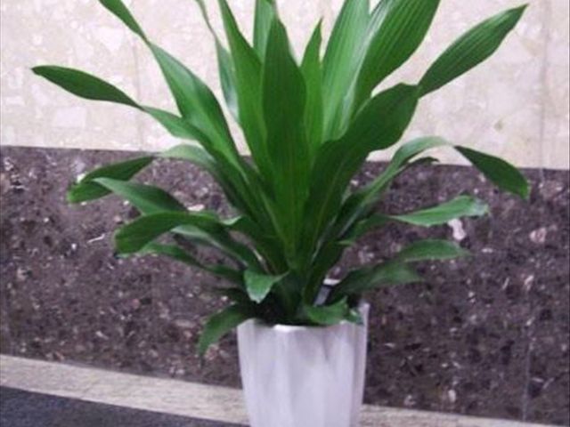 青叶也门铁叶子尖发黄是怎么回事,也门铁冻了叶子发黄怎么解决